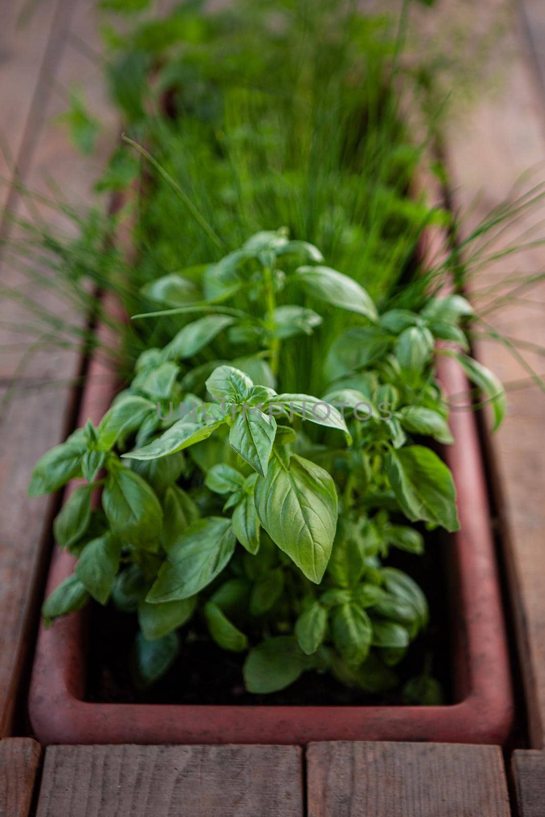 Basil and parsley on a table