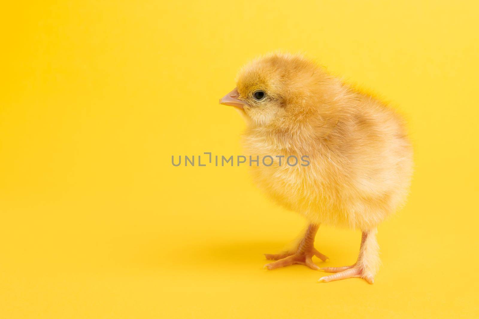 Cute little chick for design decorative theme. Newborn poultry chicken beak on yellow studio background. Easter, farm concept. High quality photo