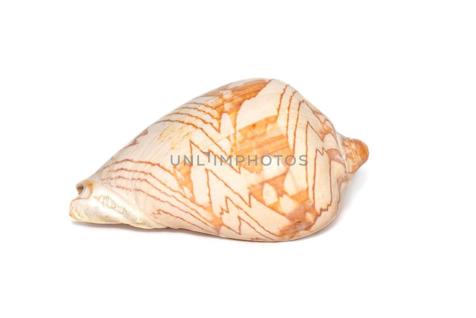 Image of andaman seashell (cymbiola nobilis) on a white background. Undersea Animals. Sea shells. by yod67