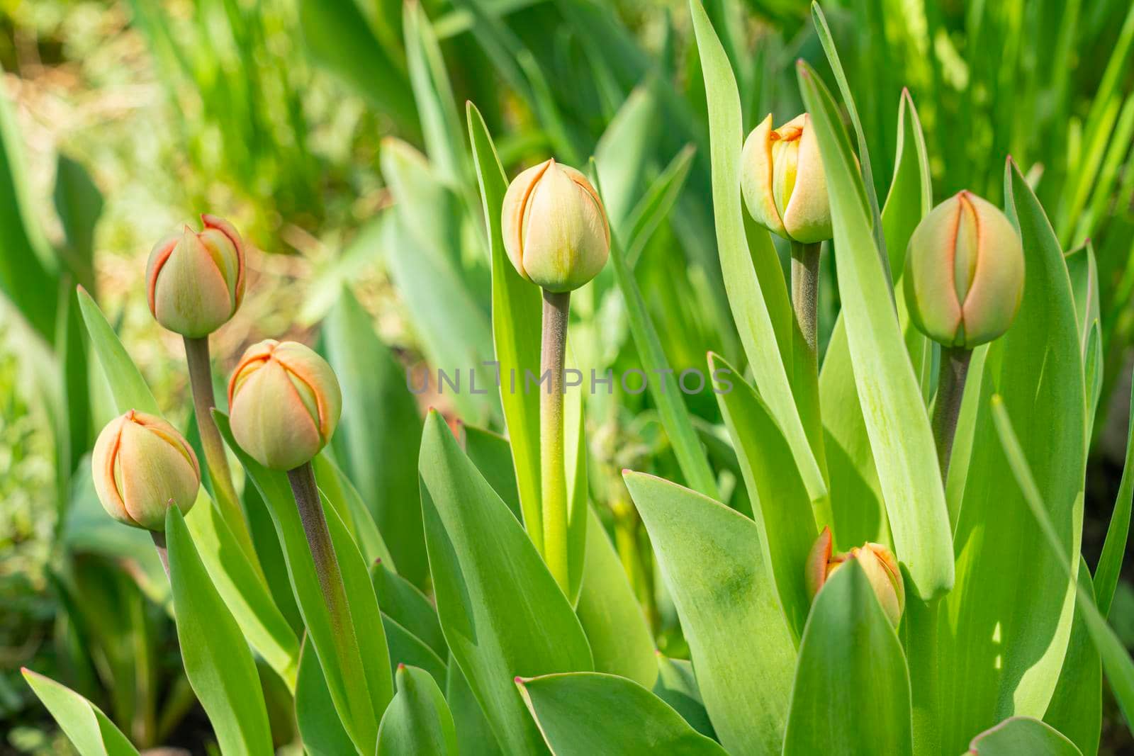 the unopened buds of orange tulips in the garden by roman112007