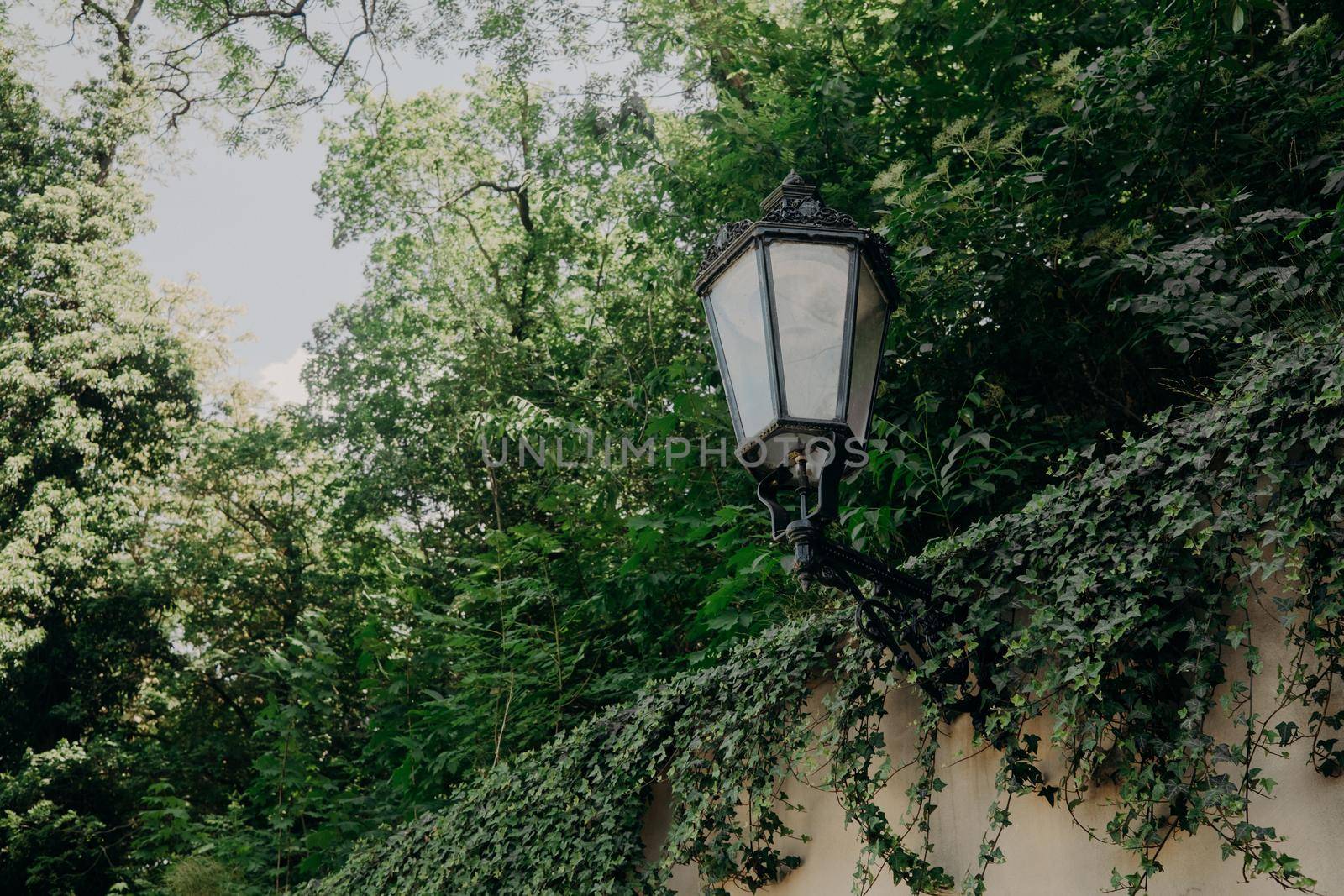 Vintage lantern at street. City lamp in Prague. Fence entwined with ivy. High quality photo