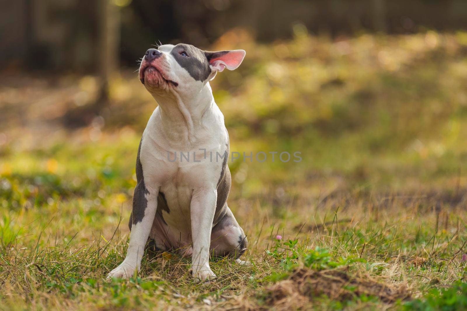 Bull Terrier puppy sits on the playground by zokov