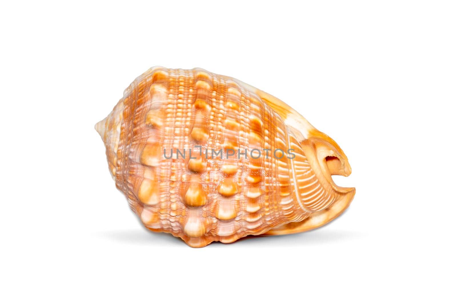 Image of sea shell orange cassis cornuta on a white background. Undersea Animals. Sea shells. Horned helmet shell. by yod67