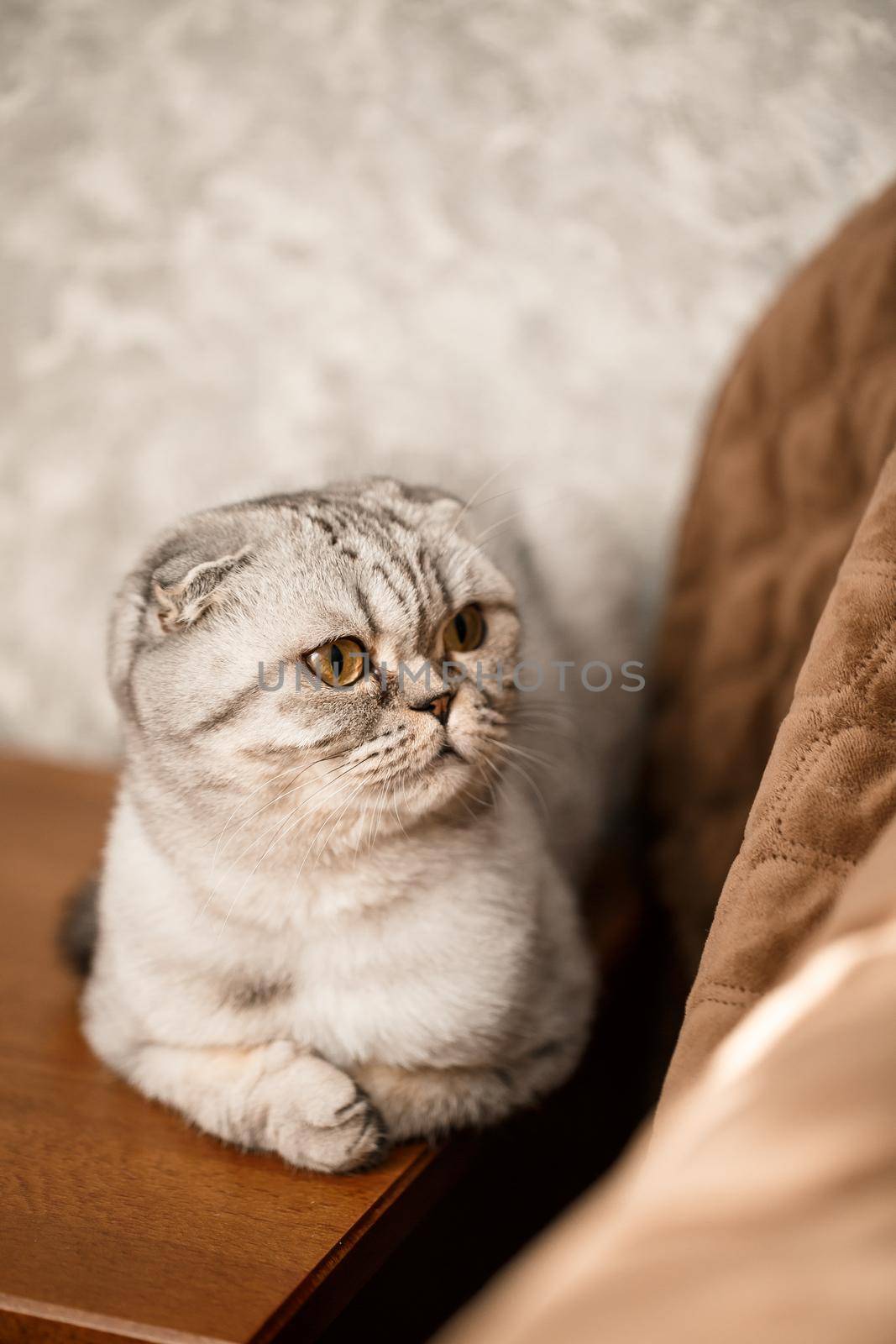 A beautiful gray large Scottish Fold cat or Scottish fold. Pet playful cat