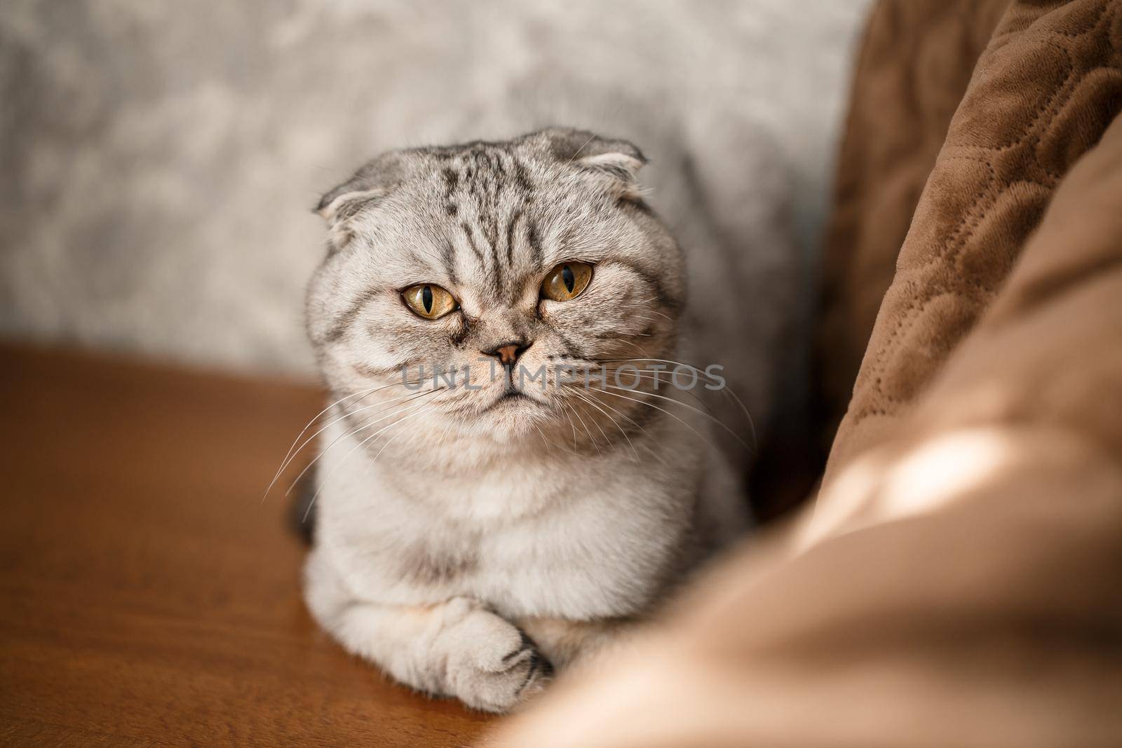 A beautiful gray large Scottish Fold cat or Scottish fold. Pet playful cat