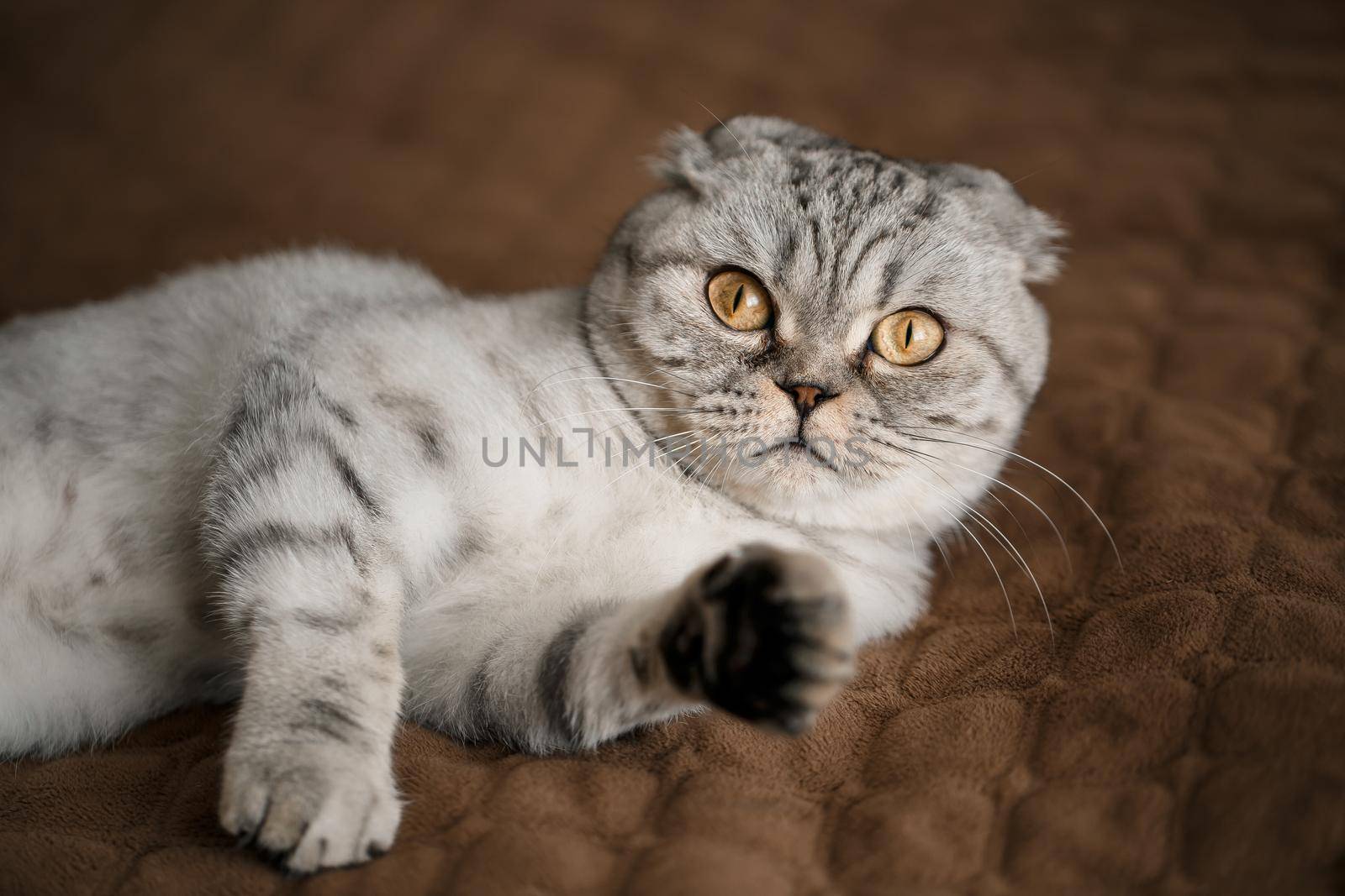 A beautiful gray large Scottish Fold cat or Scottish fold. Pet playful cat