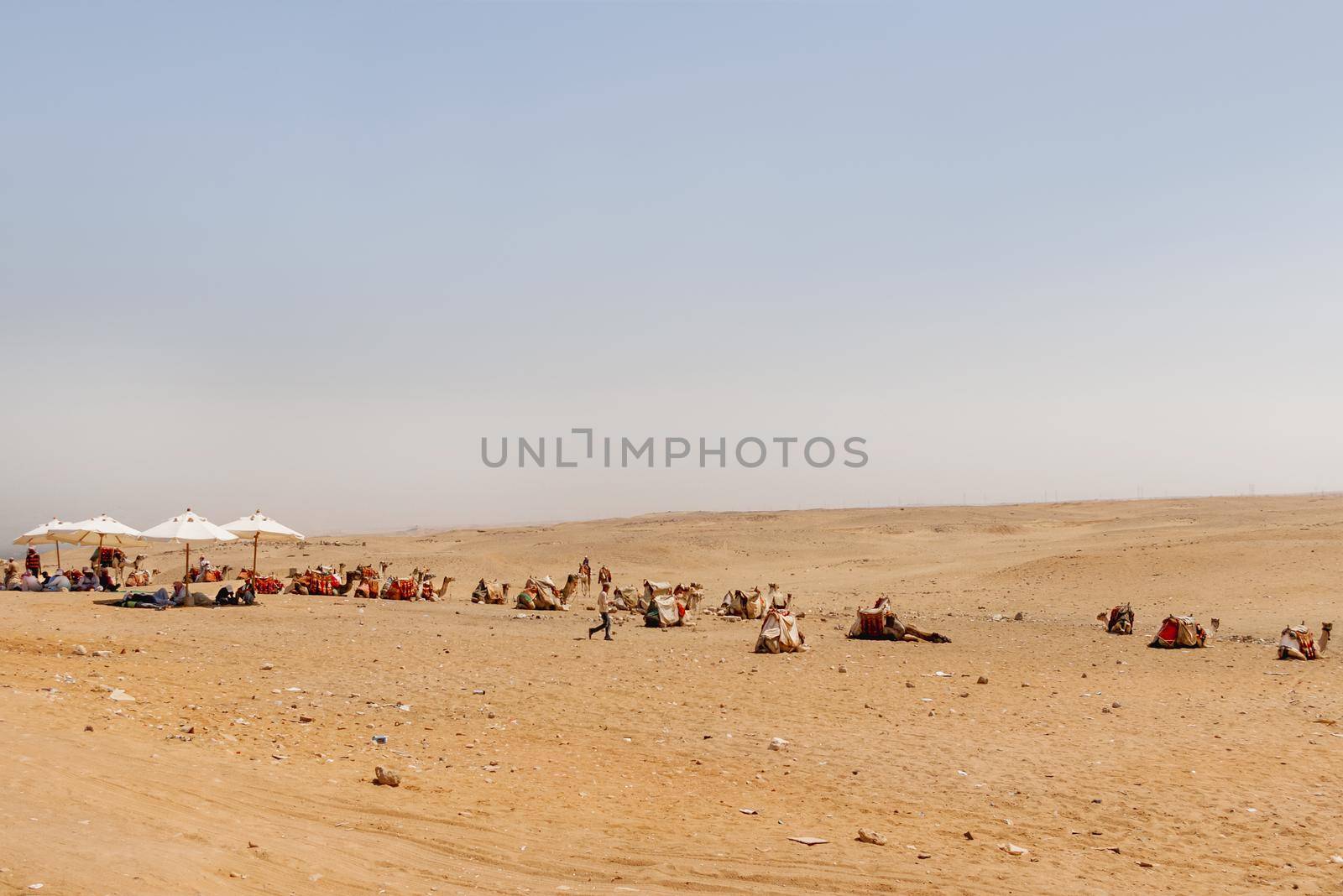 CAIRO, EGYPT - September 11, 2008. Local people and camels have a rest in Arabian desert. by aksenovko