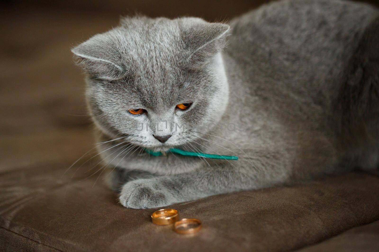 Fluffy gray cat sits near gold wedding rings by Dmitrytph