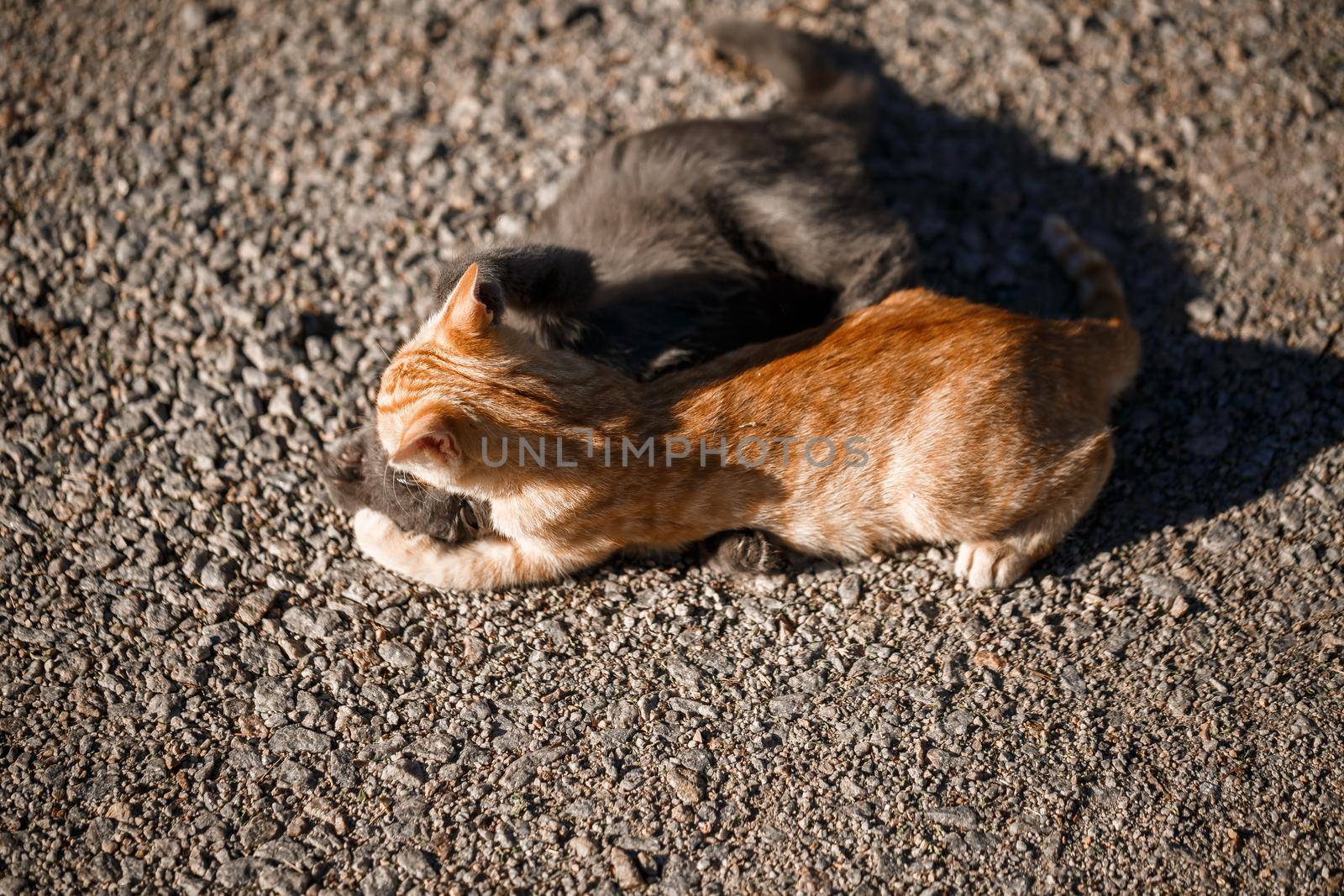 Two cats black and red playing with each other in the sun