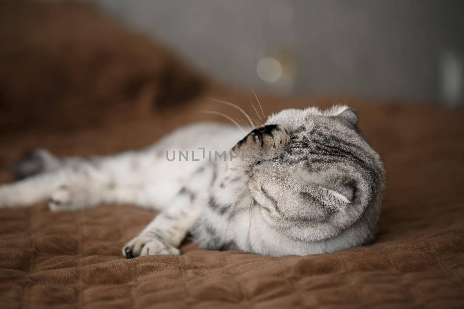 A beautiful gray large Scottish Fold cat or Scottish fold. Pet playful cat