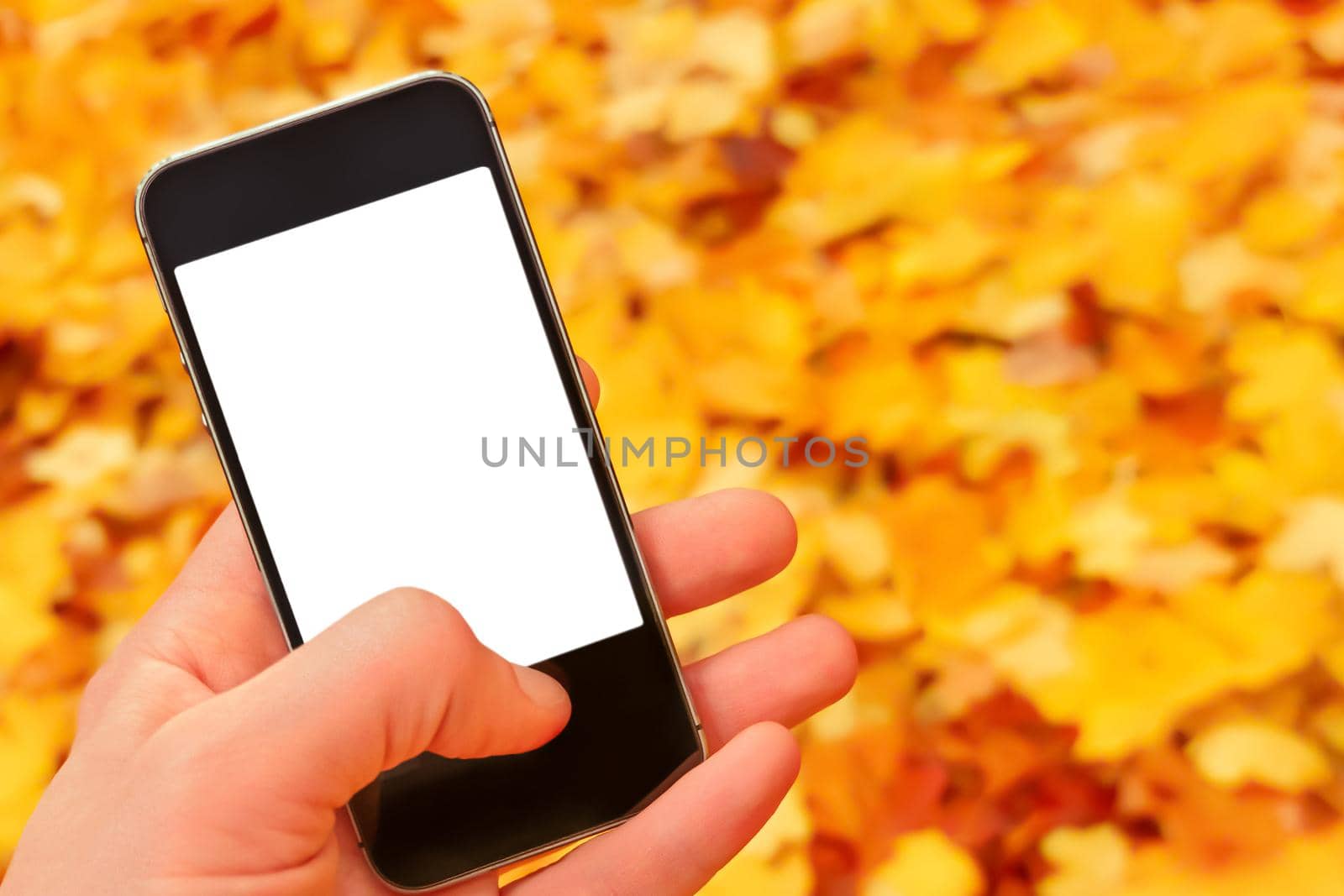 Fallen leaves autumn background fall nature. Autumn mobile phone mockup hand holding smartphone nature phone screen mockup smartphone blank screen hand phone blur background leaves falling sale mobile
