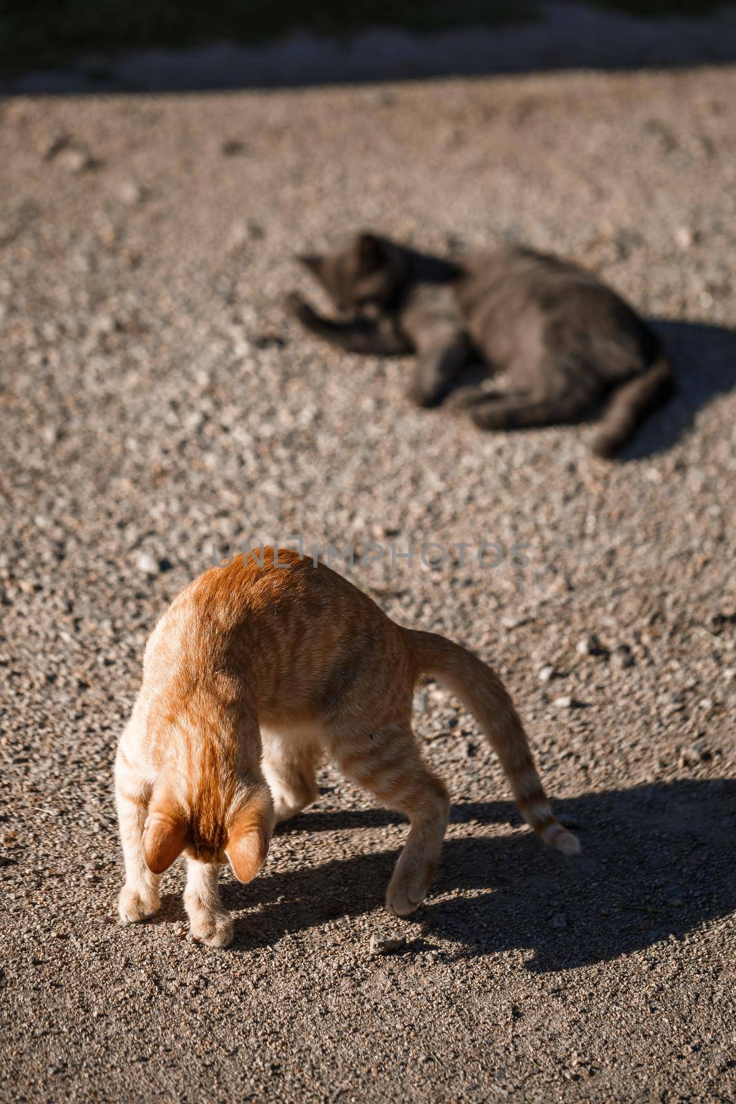 Two cats black and red playing with each other in the sun