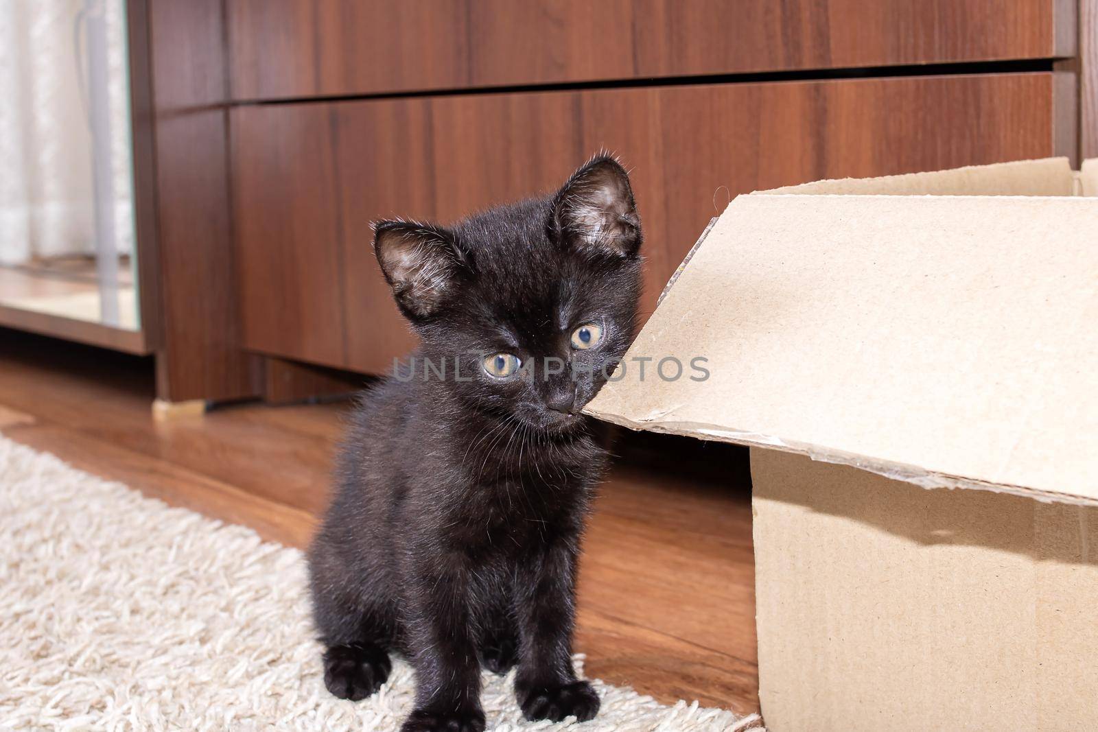 Little black kitten gnawing on a box close up