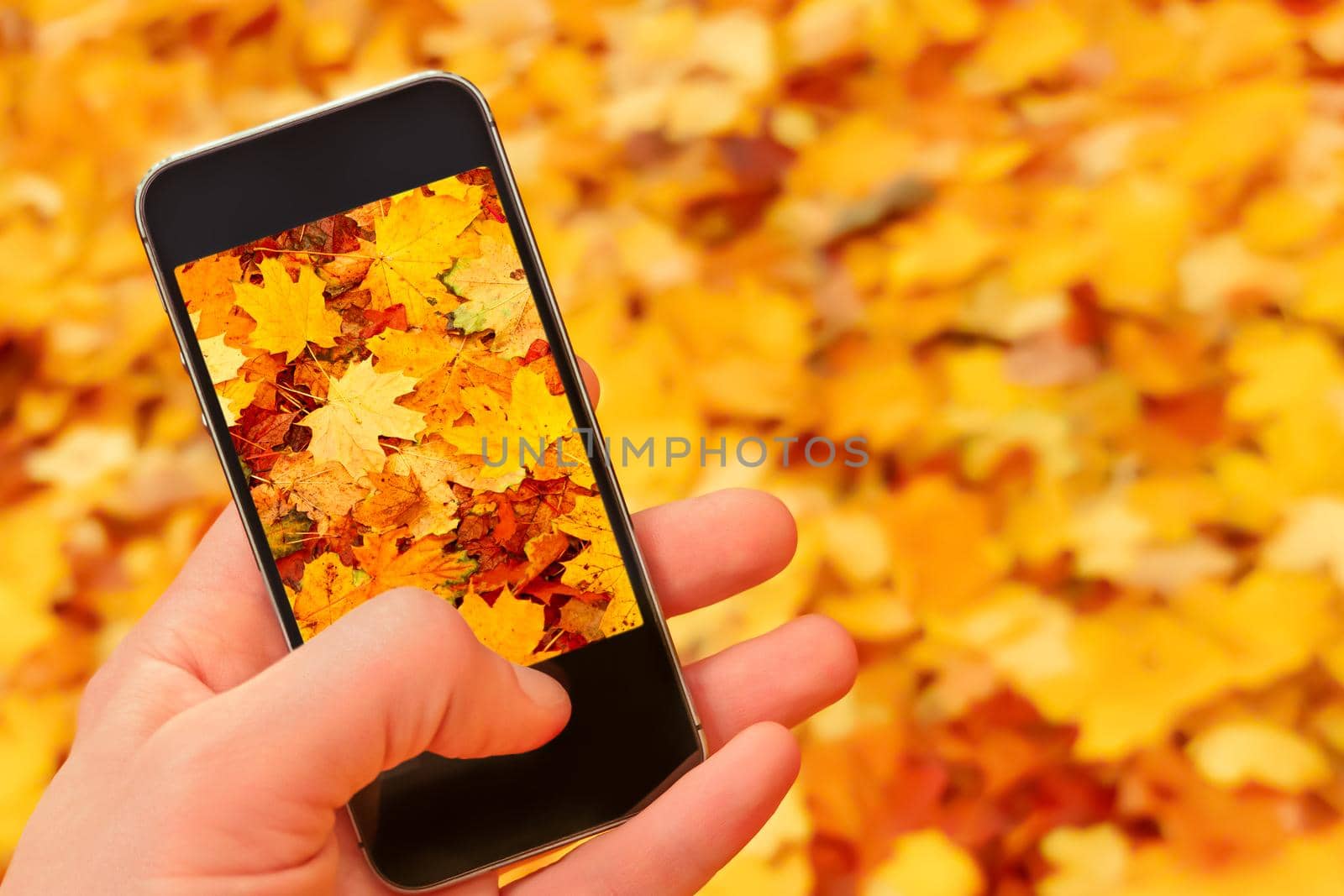 Blur background autumn mobile camera taking picture smartphone nature fall leaves ground. Close up hand phone taking photo phone nature autumn leaves background fall. Making photo mobile phone picture by synel