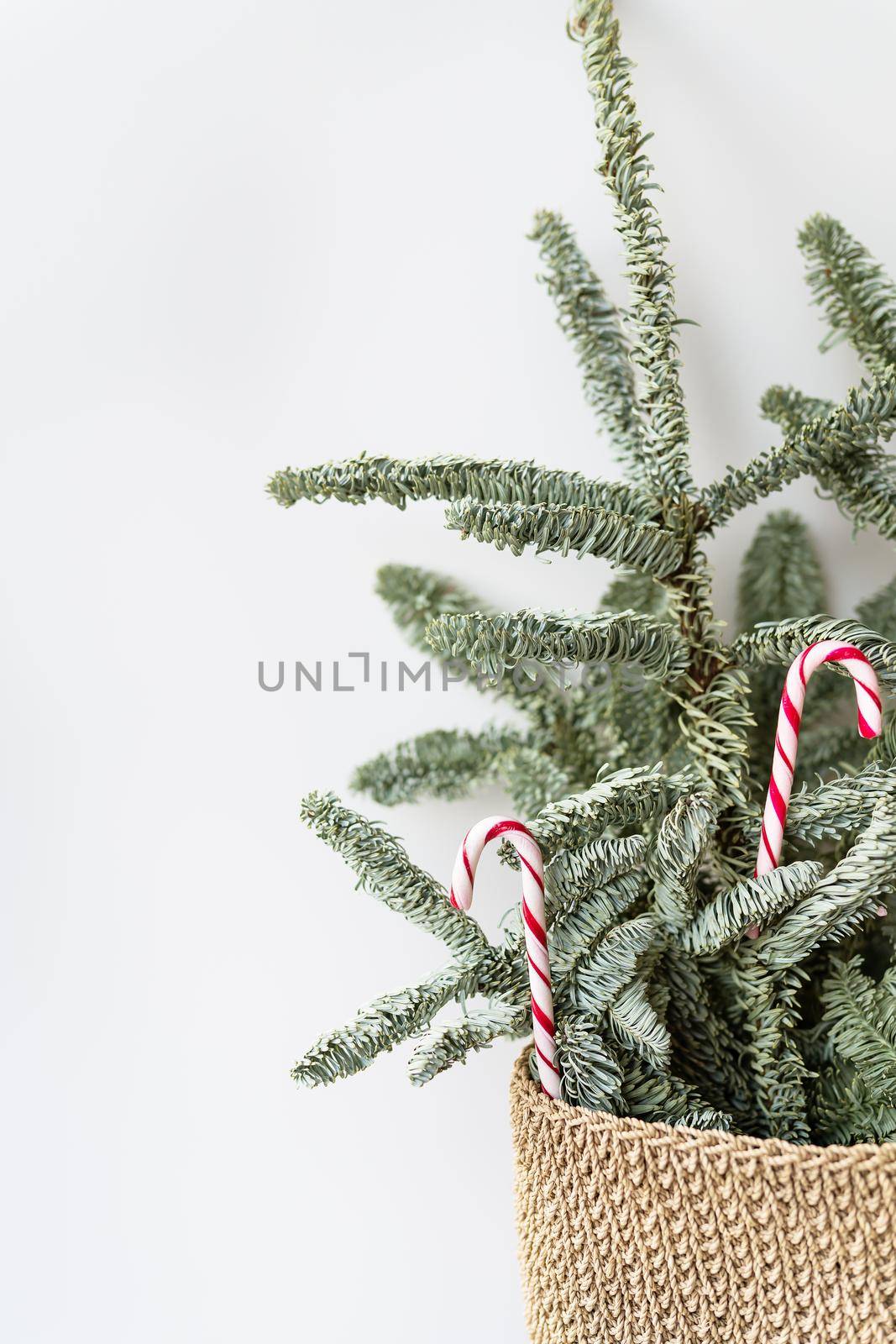 Decorated Christmas tree with candy canes. Preparing for Christmas and