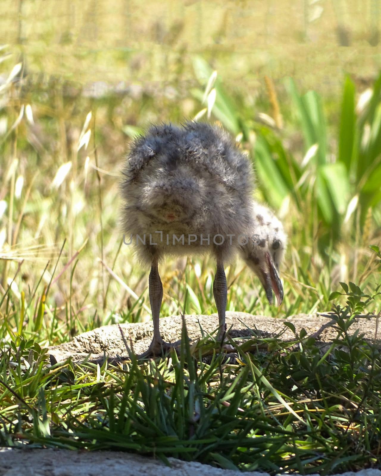 Spotted gull chick in down rear view close up