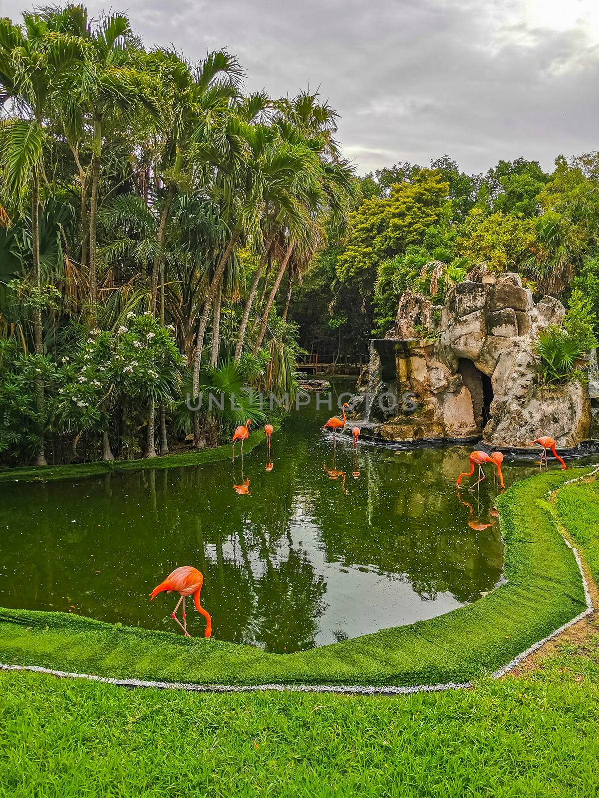 Pink flamingos in pond lake in luxury resort in Quintana Roo Mexico.