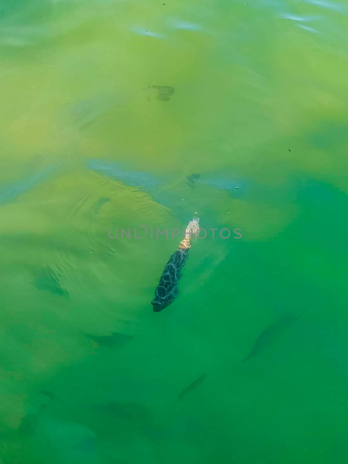 Tropical fish swimming in green turquoise and blue water on Holbox island in Quintana Roo Mexico.