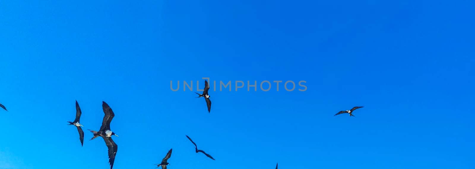 Fregat birds flock fly blue sky background on Holbox Mexico. by Arkadij