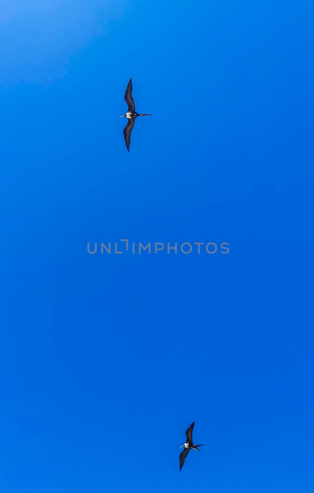 Fregat bird birds flock are flying around with blue sky background above the beach on the beautiful island of Holbox in Quintana Roo Mexico.