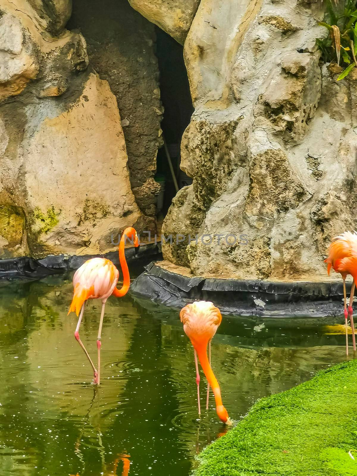 Pink flamingos in pond lake in luxury resort in Quintana Roo Mexico.