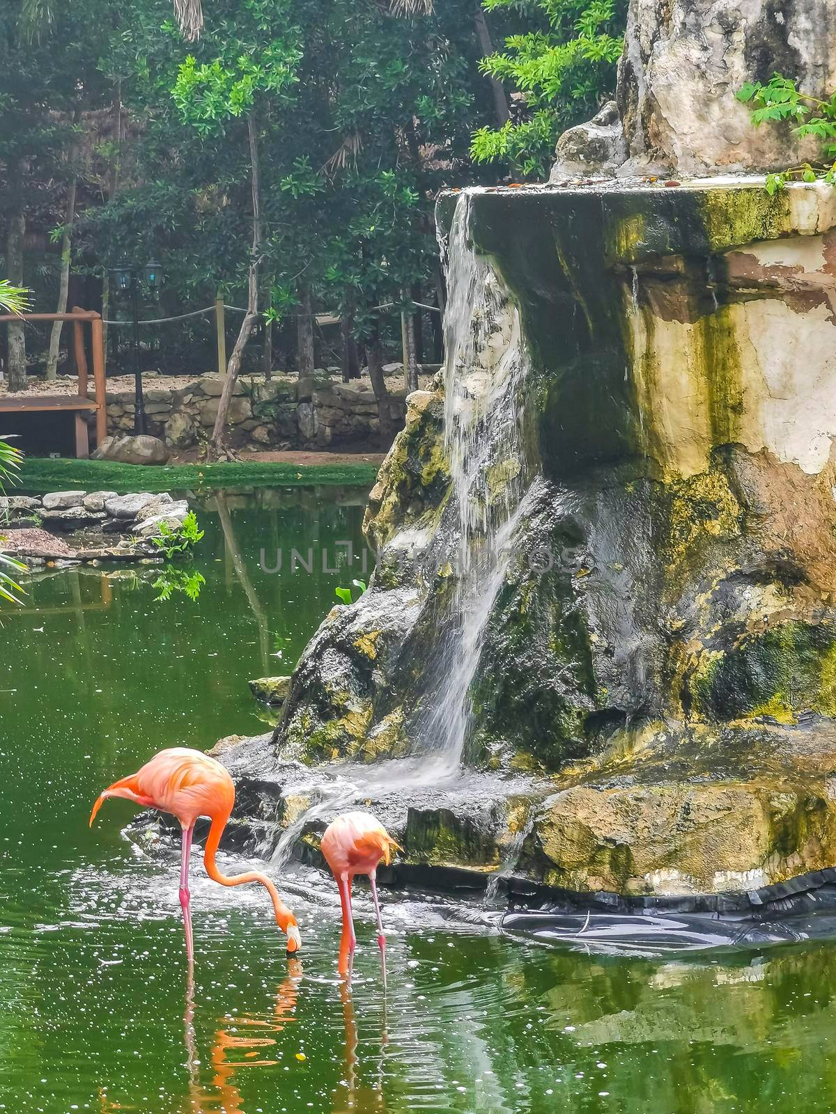 Pink flamingos in pond lake in luxury resort in Quintana Roo Mexico.