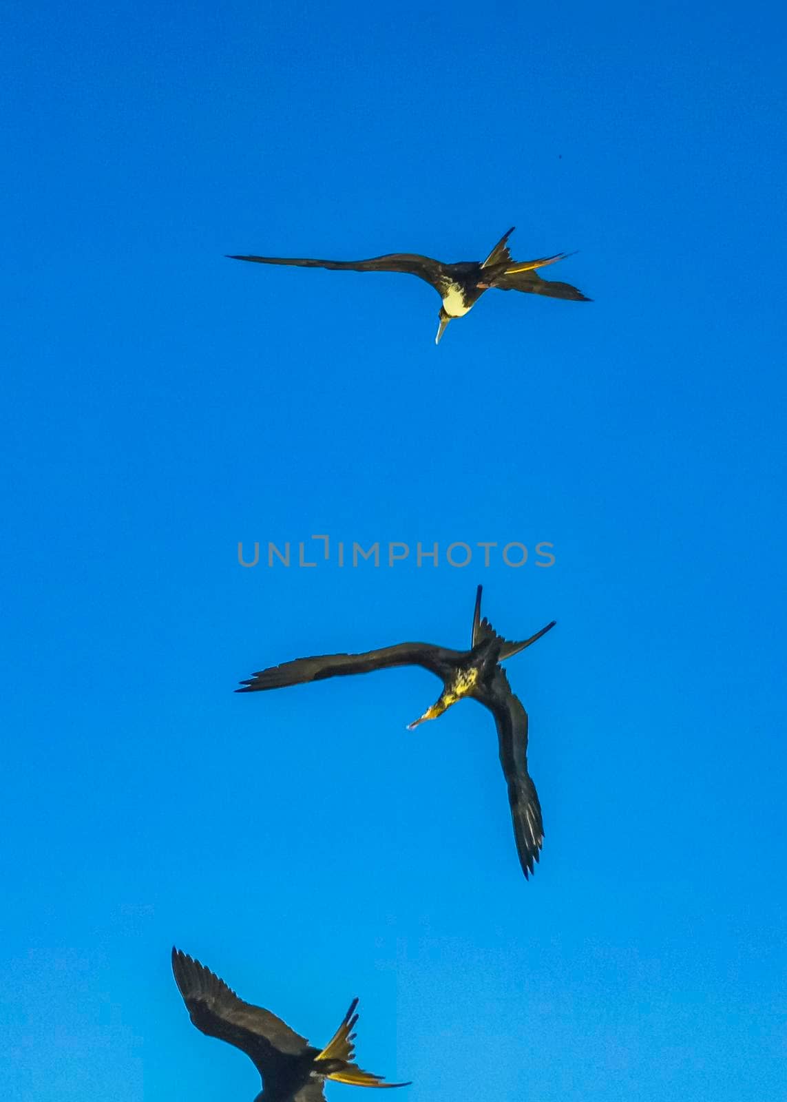 Fregat bird birds flock are flying around with blue sky background above the beach on the beautiful island of Holbox in Quintana Roo Mexico.