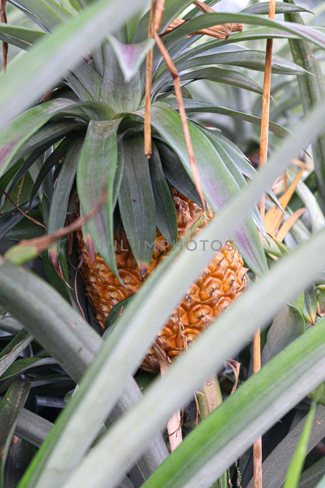 tasty and healthy ripe pineapple stock on farm for harvest