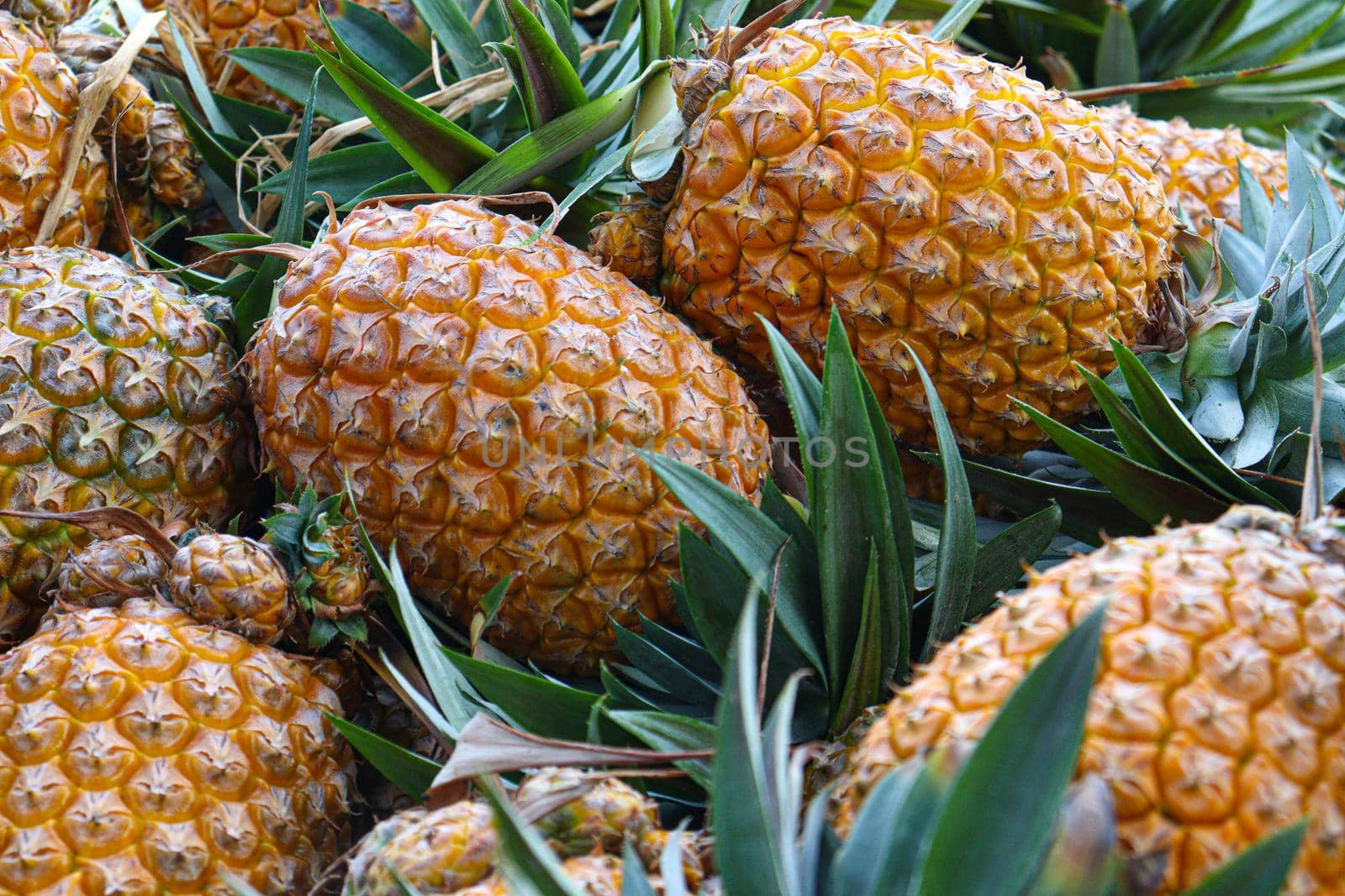 tasty and healthy ripe pineapple stock on farm for harvest