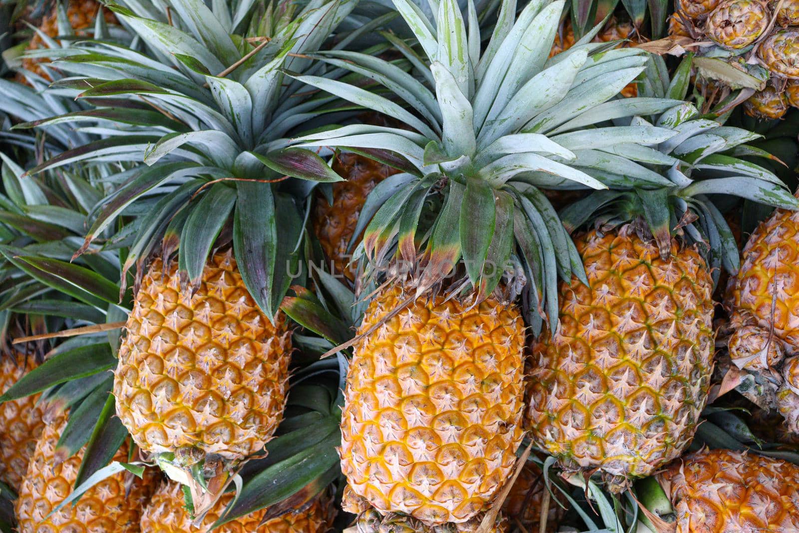 ripe pineapple stock on farm by jahidul2358