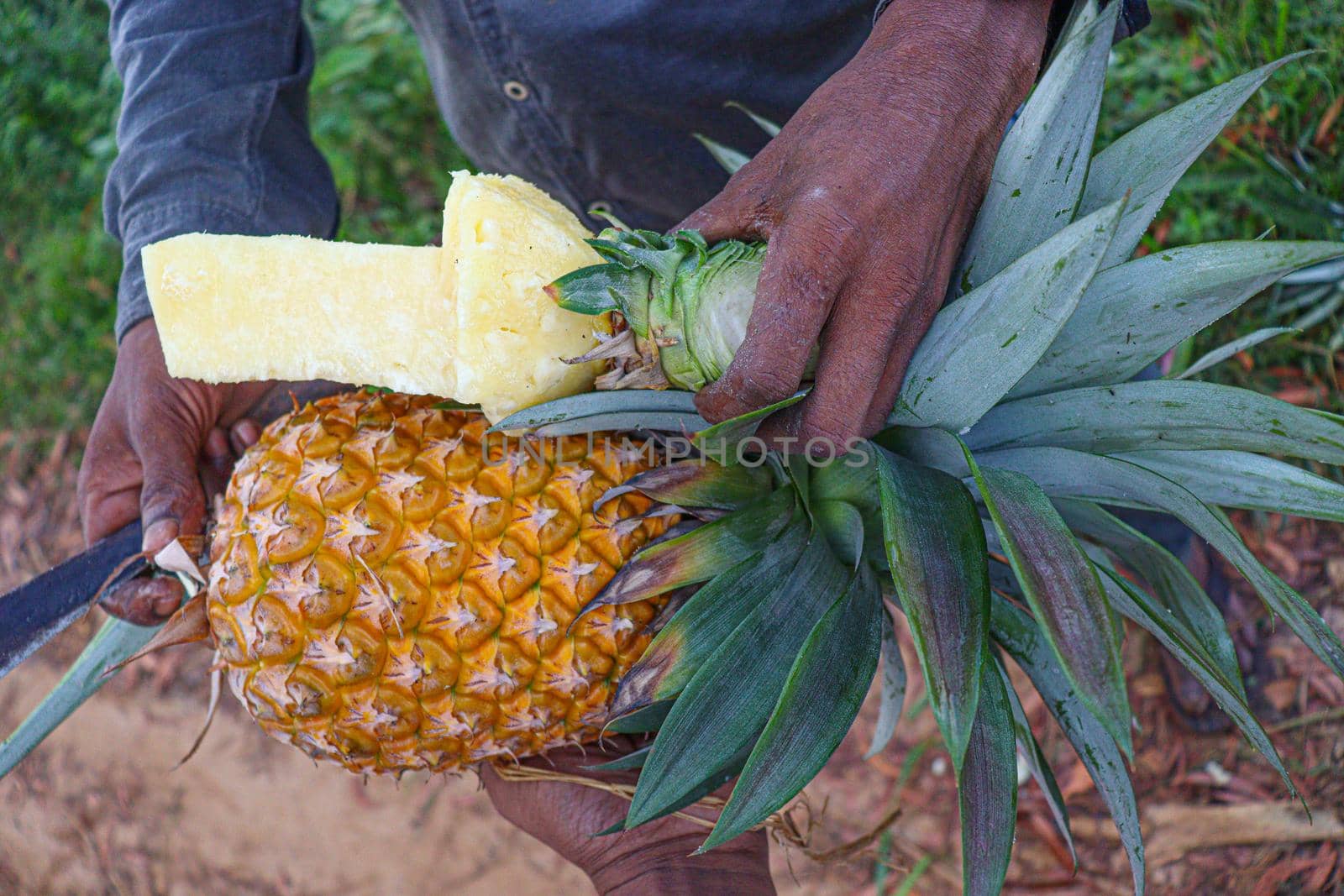 tasty and healthy ripe pineapple with cut piece on farm for harvest