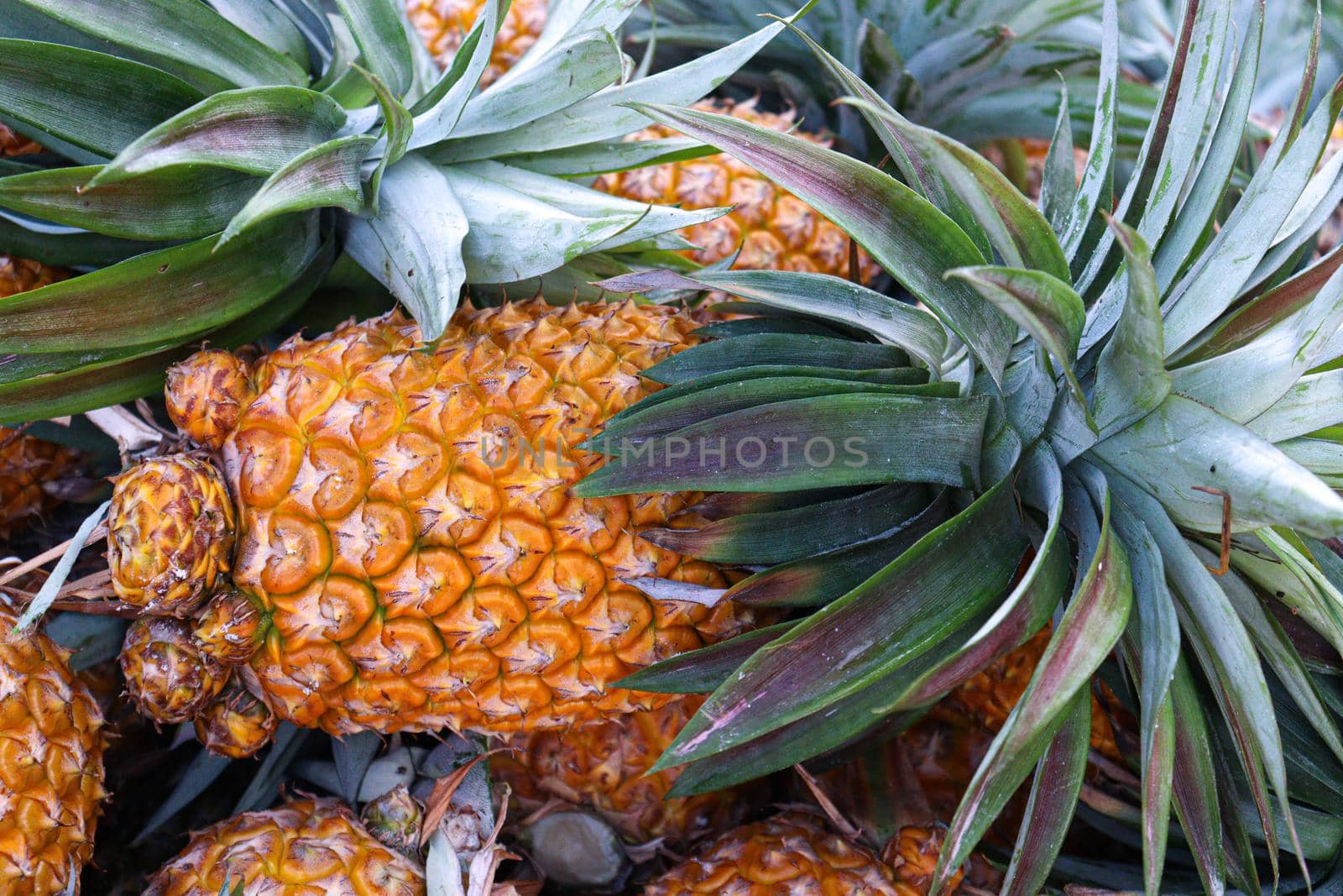 ripe pineapple stock on farm by jahidul2358