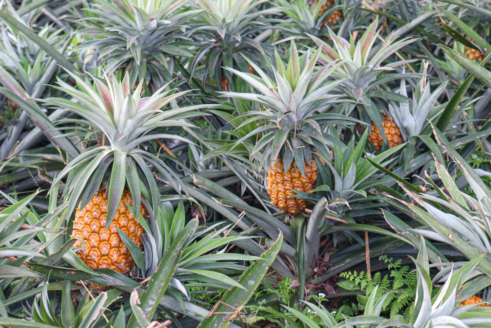 tasty and healthy ripe pineapple stock on farm for harvest