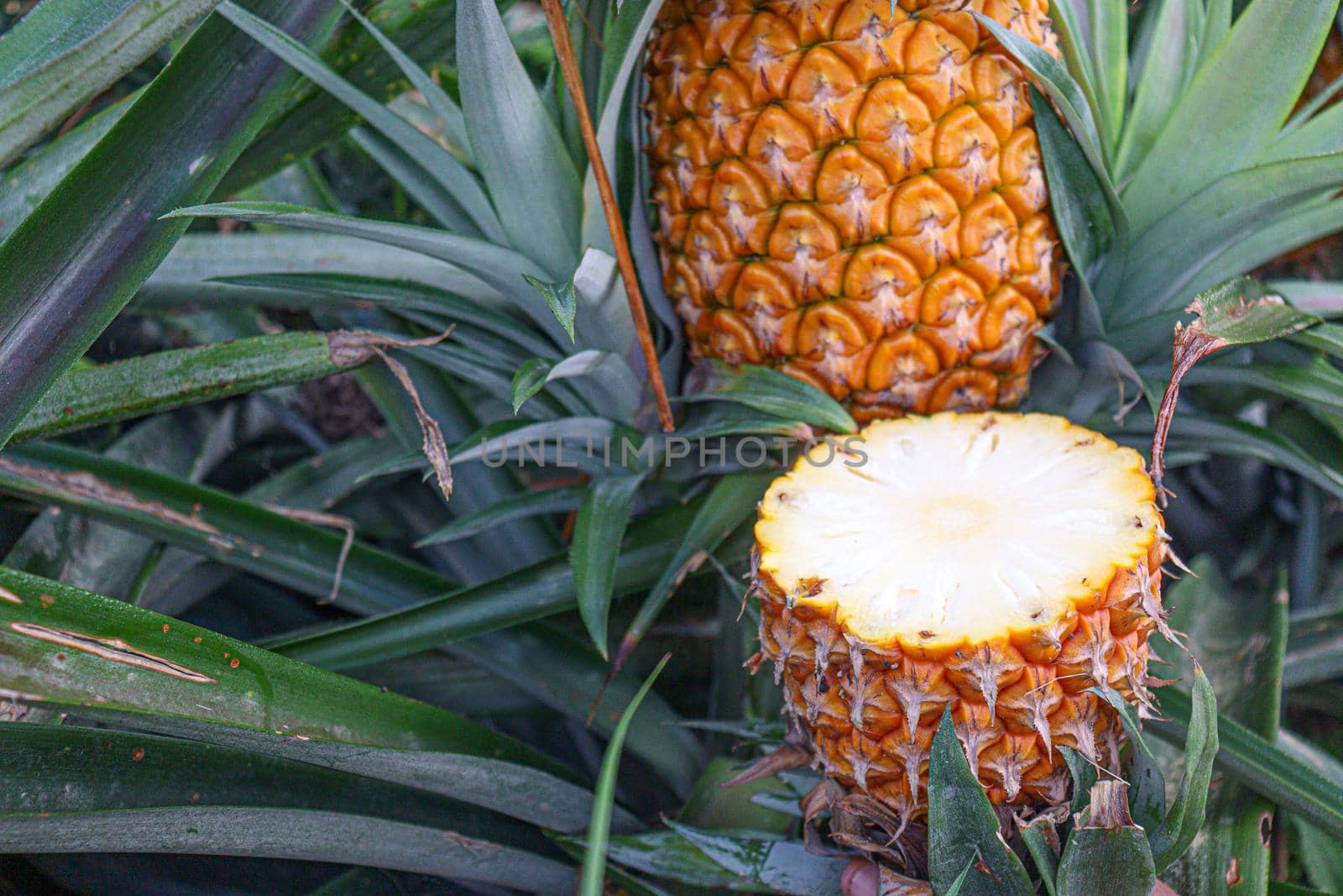 tasty and healthy ripe pineapple with cut piece on farm for harvest