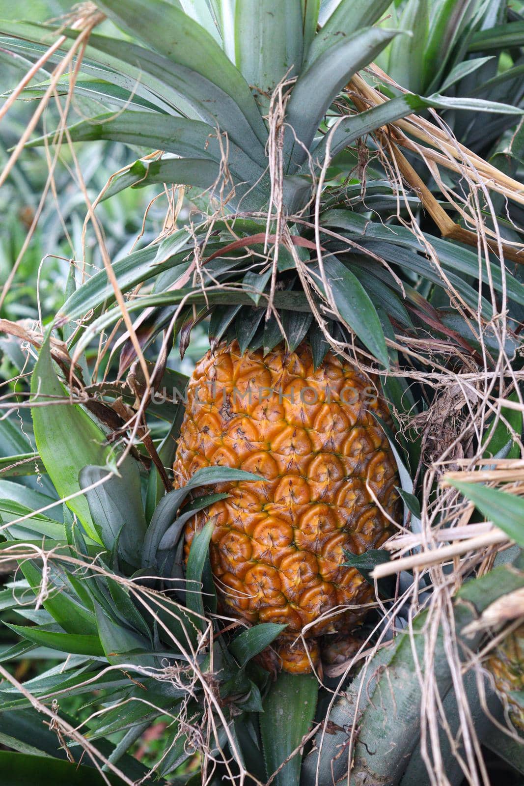 tasty and healthy ripe pineapple stock on farm for harvest