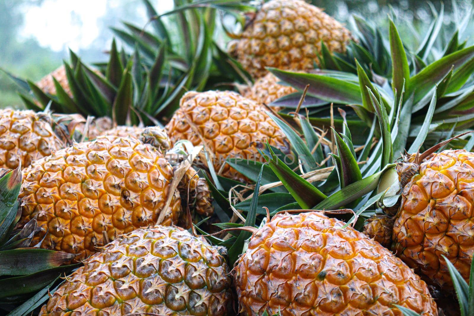 tasty and healthy ripe pineapple stock on farm for harvest