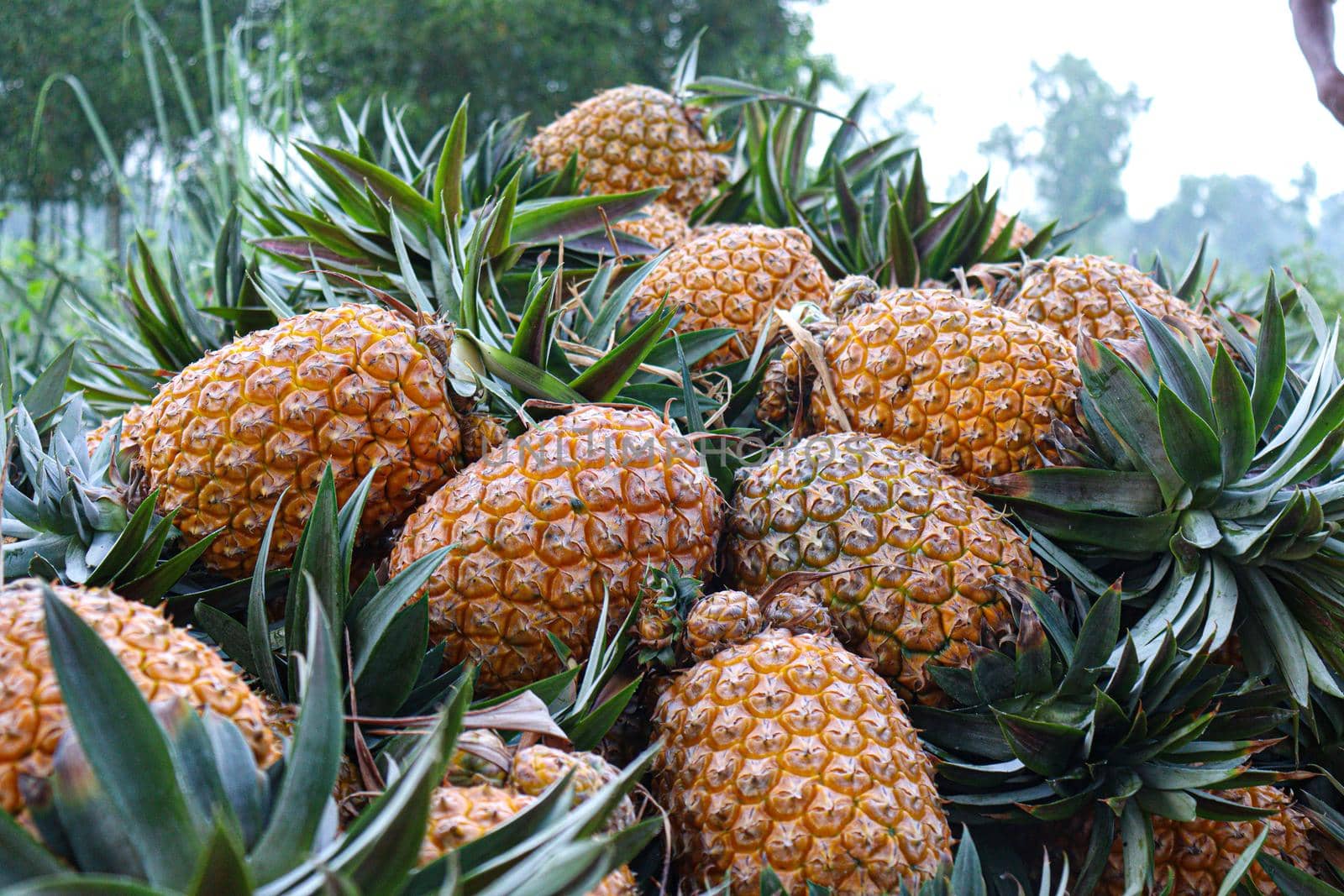 ripe pineapple stock on farm by jahidul2358