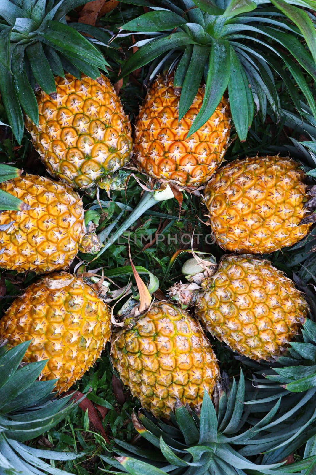 ripe pineapple stock on farm by jahidul2358