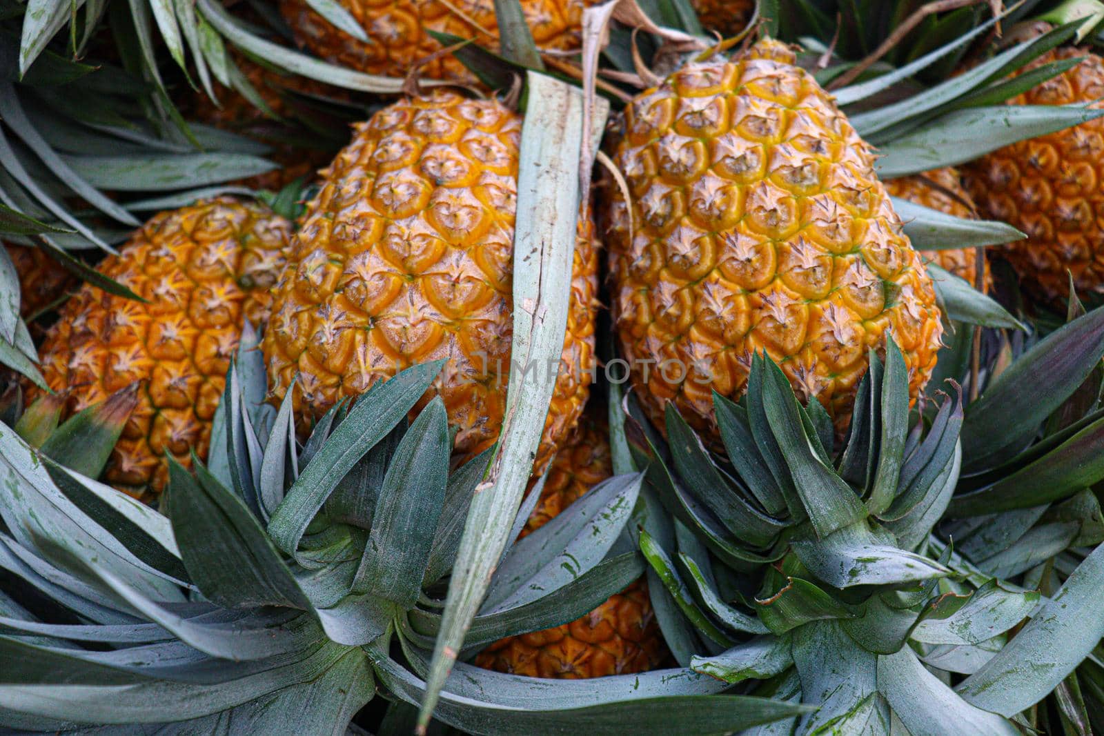 tasty and healthy ripe pineapple stock on farm for harvest