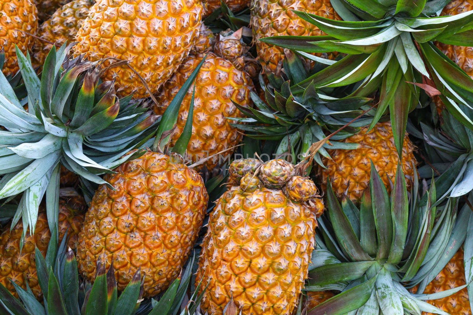 ripe pineapple stock on farm by jahidul2358