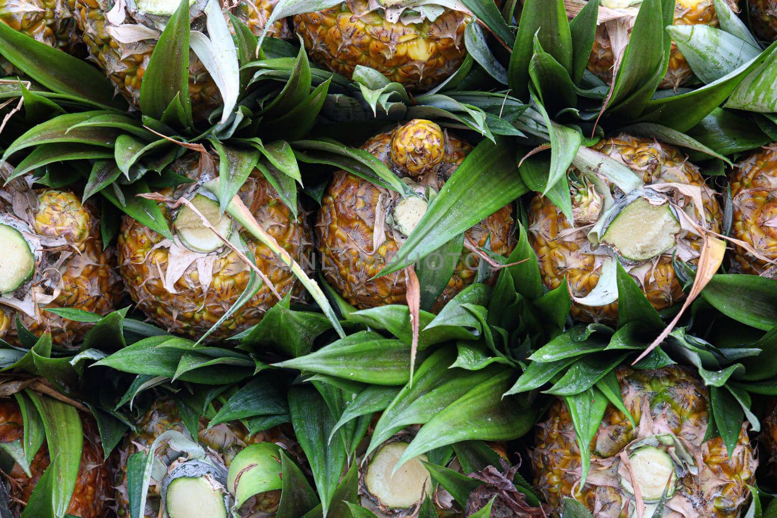 tasty and healthy ripe pineapple stock on farm for harvest