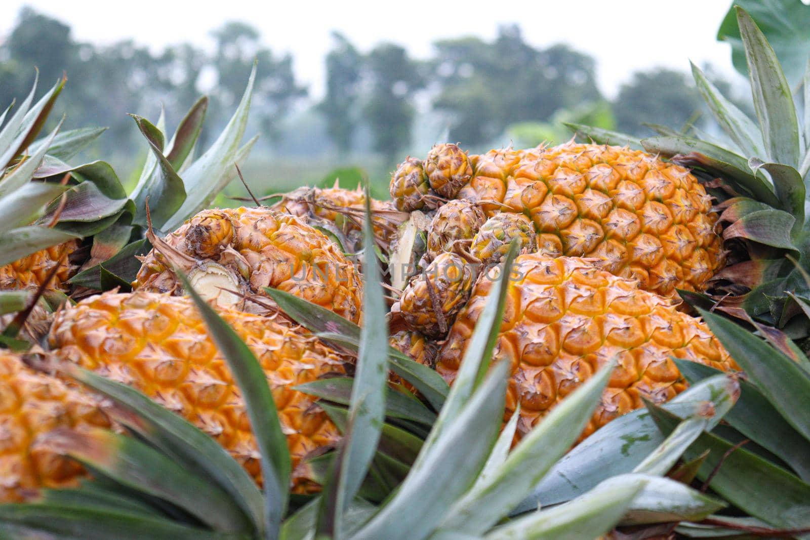 tasty and healthy ripe pineapple stock on farm for harvest