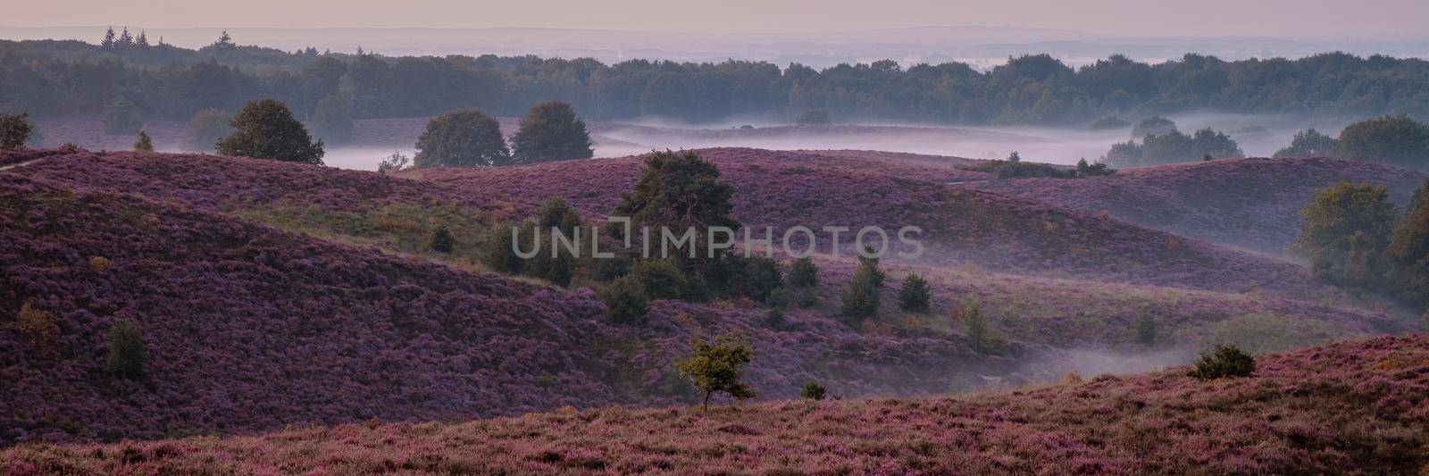 Posbank National park Veluwe, purple pink heather in bloom, blooming heater on the Veluwe by the Hills of the Posbank Rheden, Netherlands.