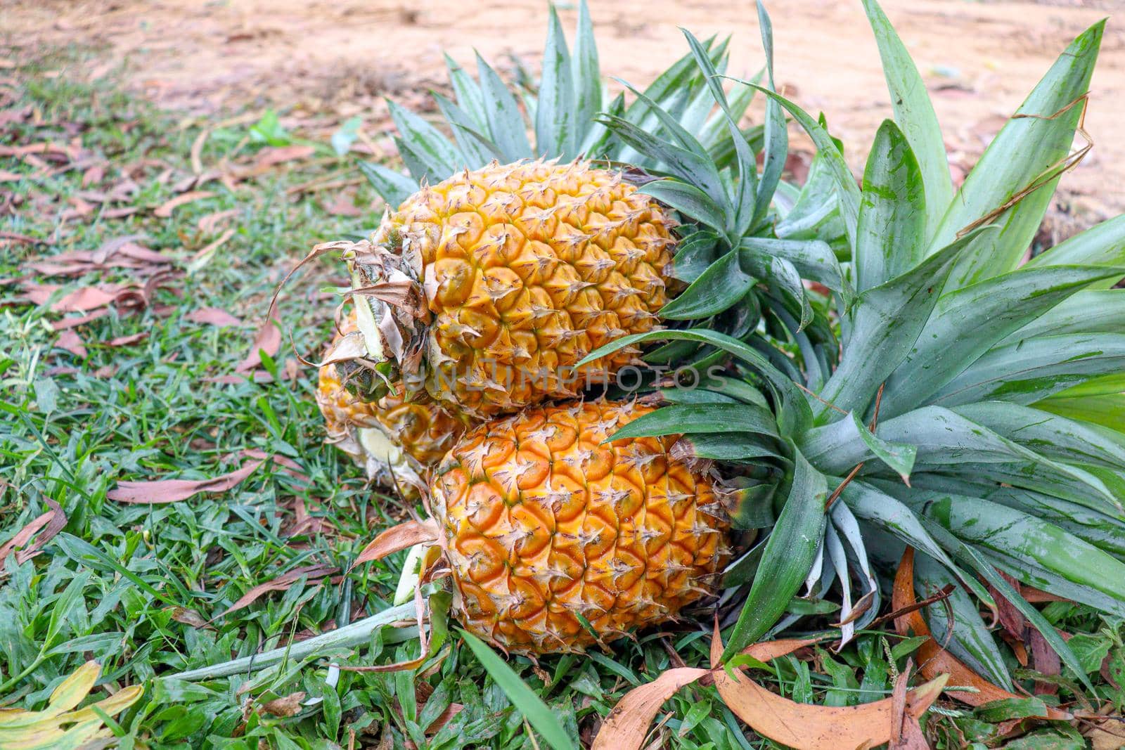 tasty and healthy ripe pineapple stock on farm for harvest