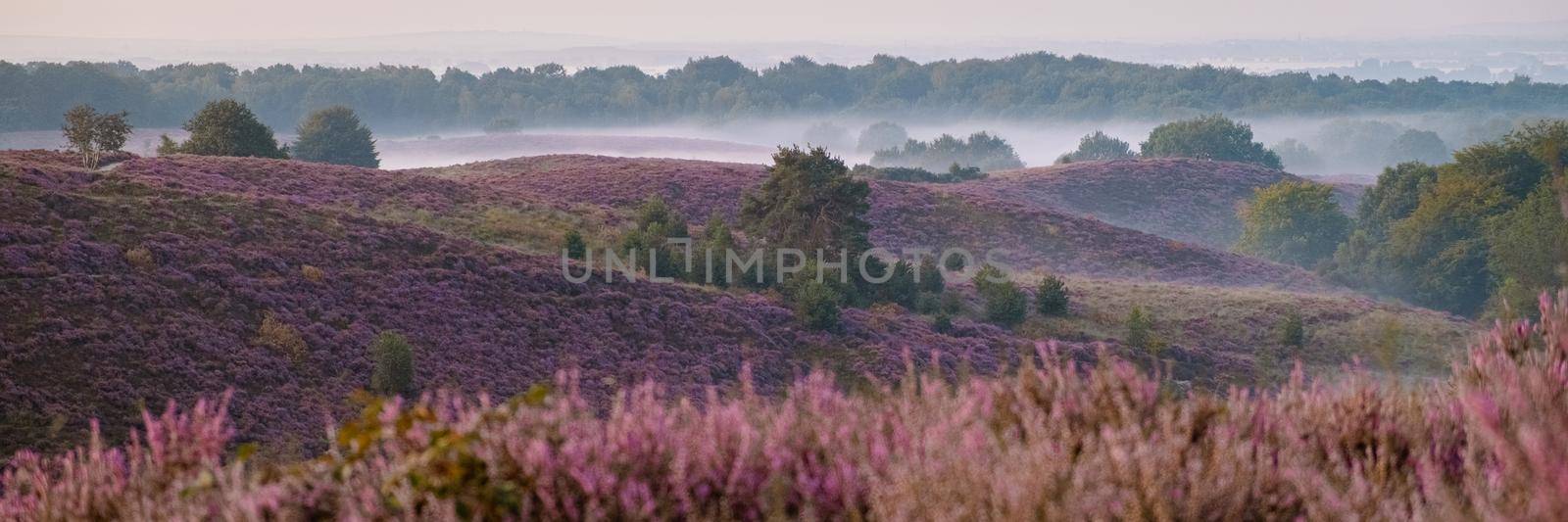 Posbank National park Veluwe, purple pink heather in bloom, blooming heater on the Veluwe by the Hills of the Posbank Rheden, Netherlands.