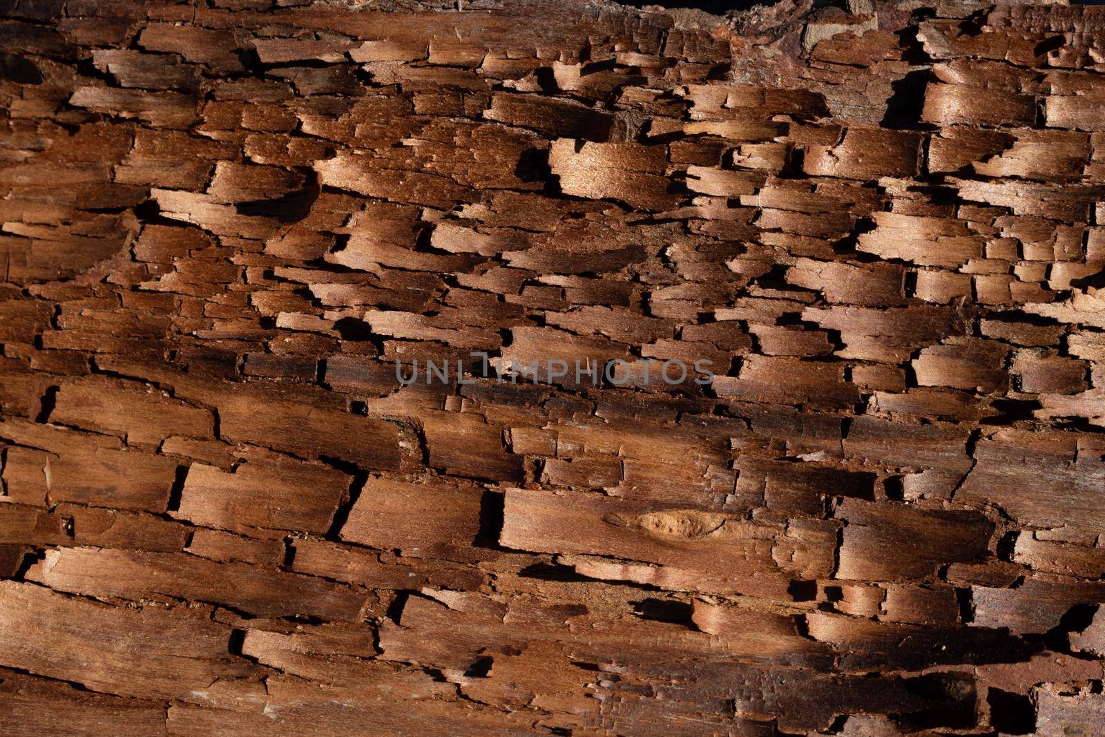 The bark pattern is a seamless wood texture. For background woodwork, brown hardwood bark by lapushka62