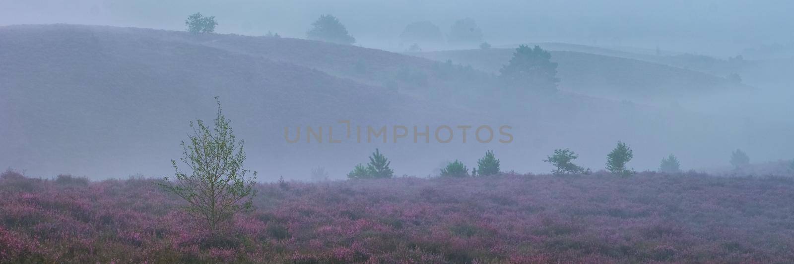 Posbank National park Veluwe, purple pink heather in bloom, blooming heater on the Veluwe by the Hills of the Posbank Rheden, Netherlands.