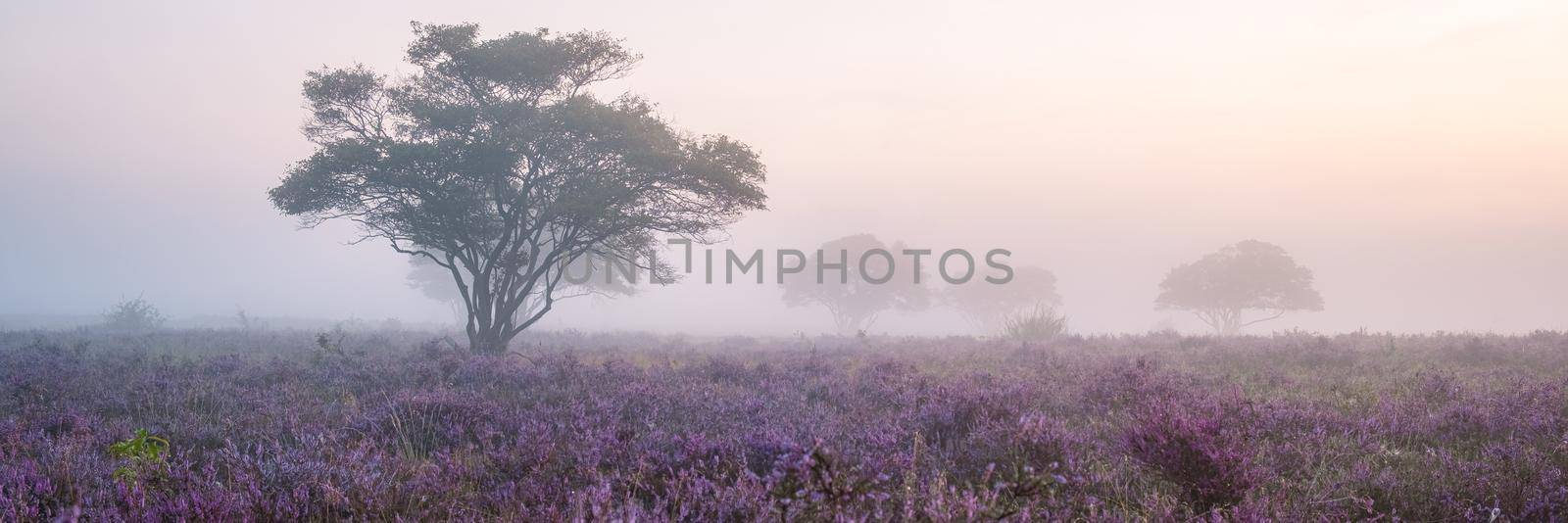 Zuiderheide National park Veluwe, purple pink heather in bloom, blooming heater on the Veluwe by fokkebok