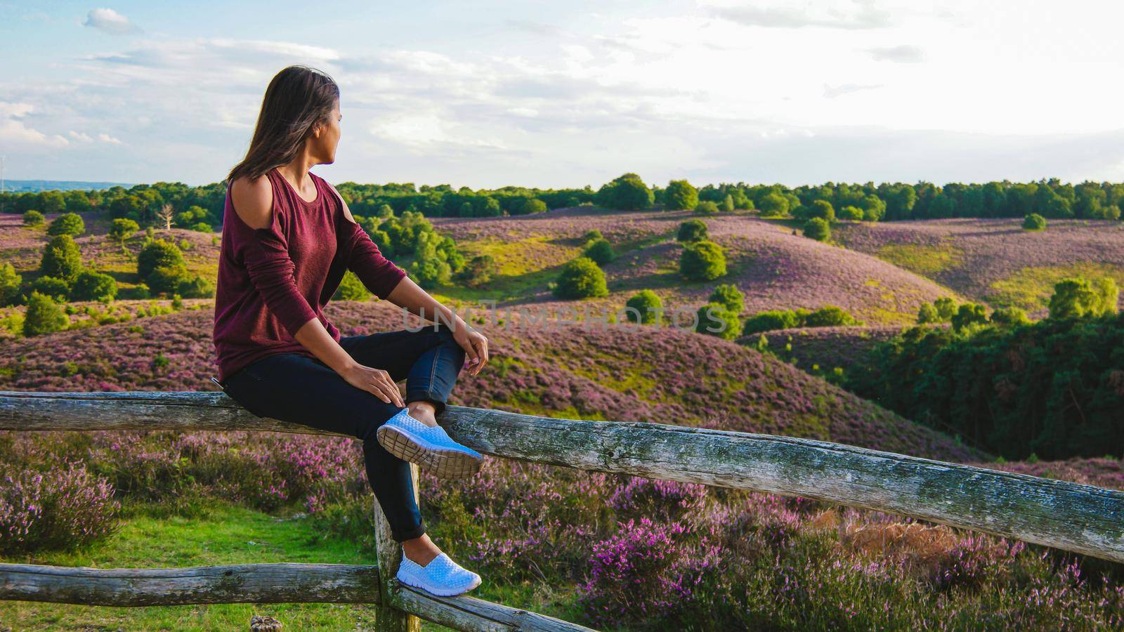 Posbank National park Veluwe, purple pink heather in bloom, blooming heater on the Veluwe by the Hills of the Posbank Rheden, Netherlands. woman looking out over heather fields