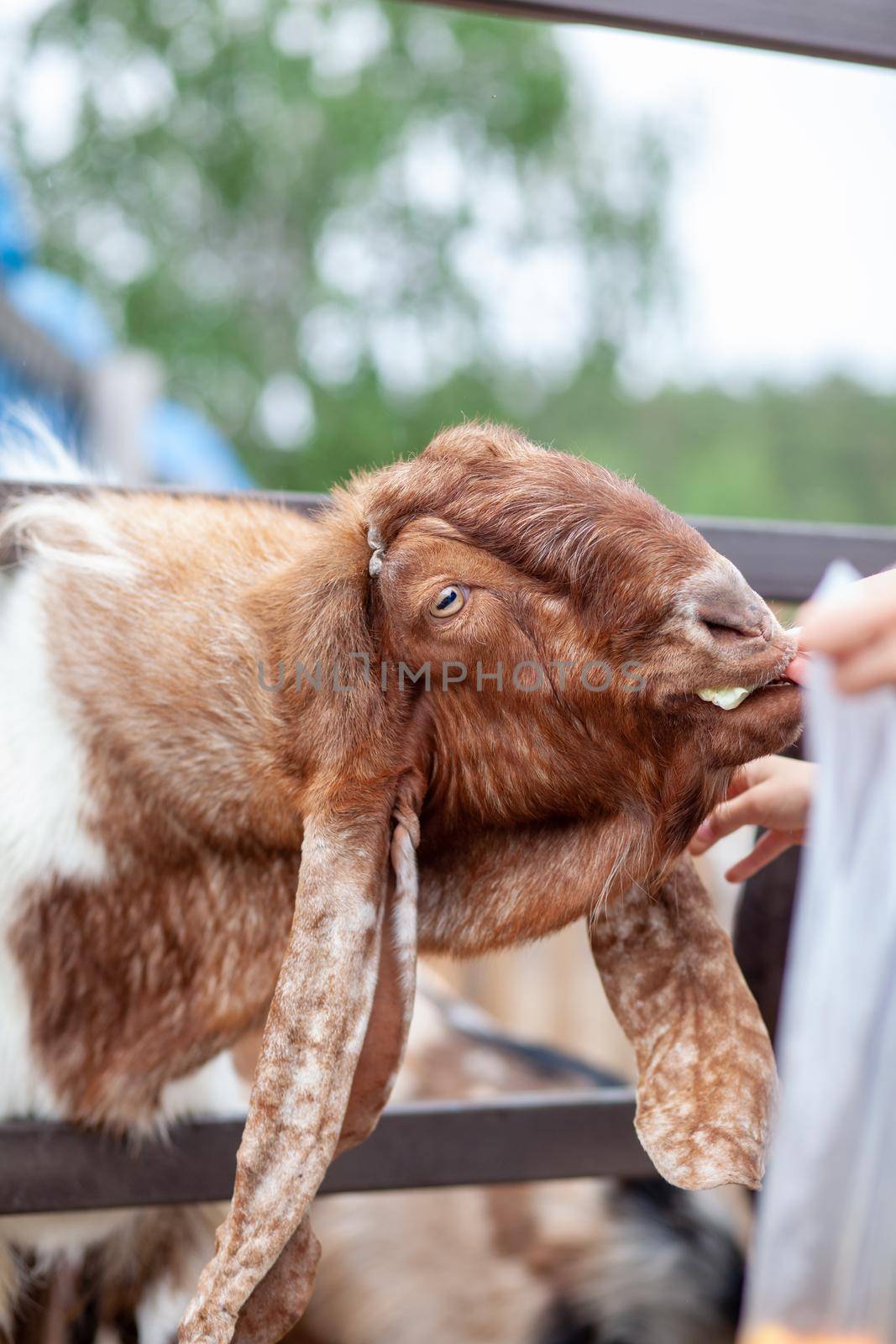 A brown goat with long ears looks over the fence and people feed it. by AnatoliiFoto